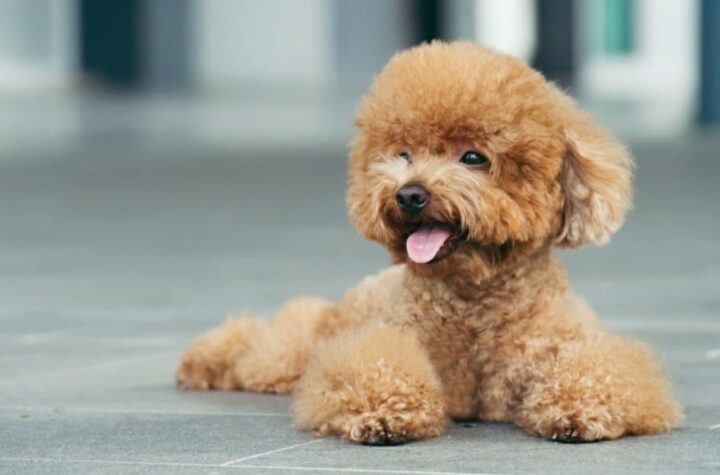 Puppies Prices and More: Dogpricelist Your Virtual Companion in Dog Adoption